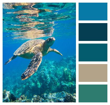 Animals Is Sea Turtle Image